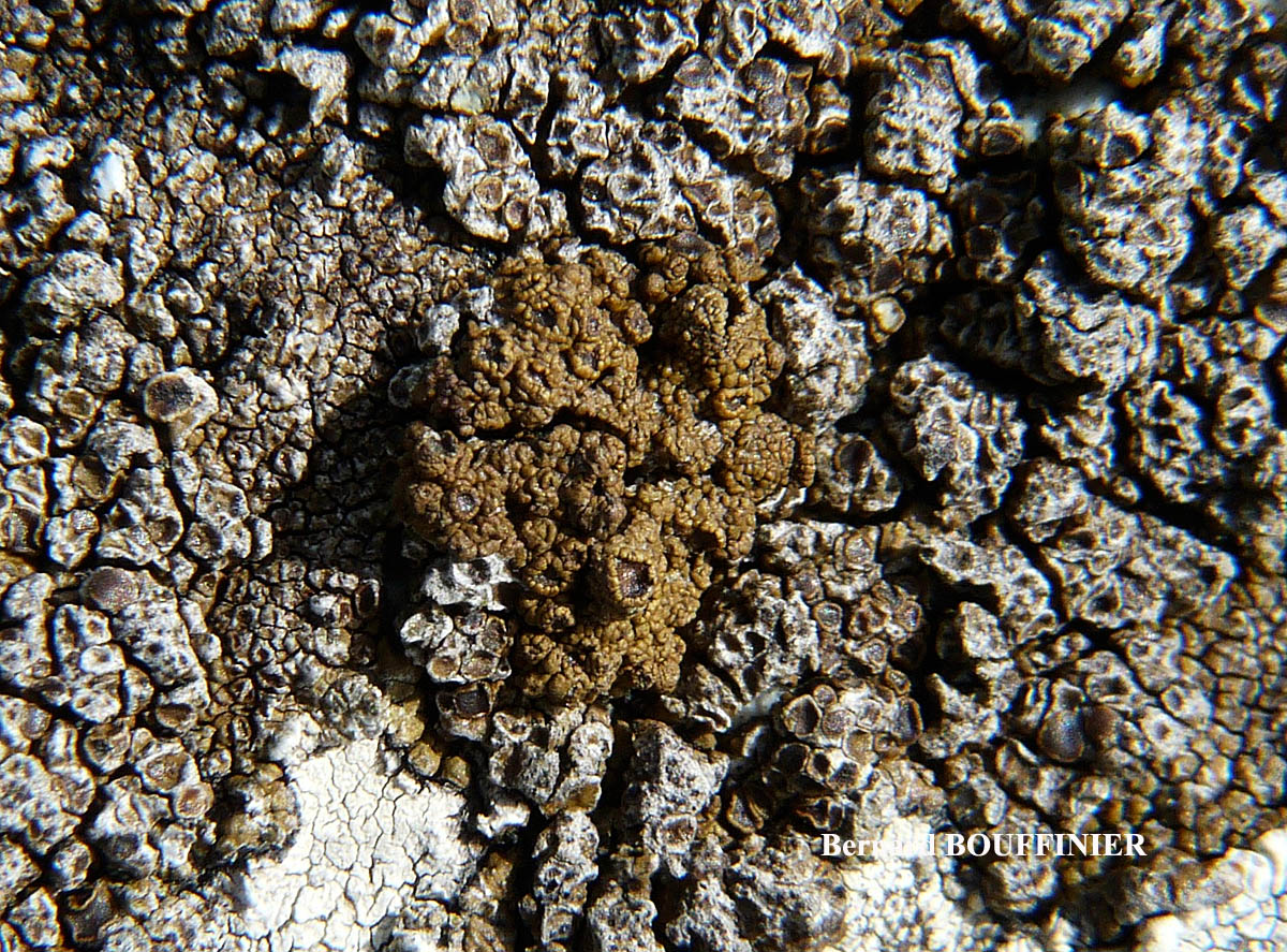 Protoparmelia montagnei chemo aquilina forme de régénérescence.